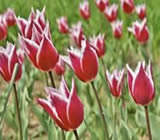 Floricultura em Juazeiro