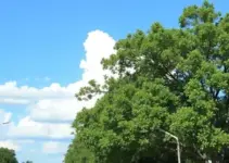 prevenção contra arboviroses