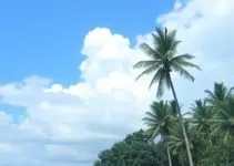 previsão do tempo em Juazeiro do Norte